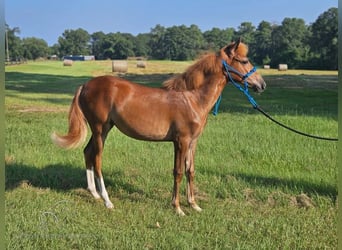 Paso Fino, Jument, Poulain (01/2024), 142 cm, Alezan cuivré