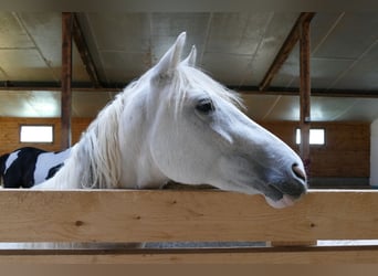 Paso Fino, Klacz, 2 lat, 150 cm