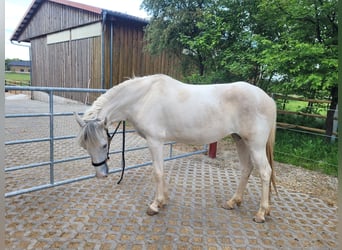 Paso Fino, Klacz, 2 lat, 150 cm