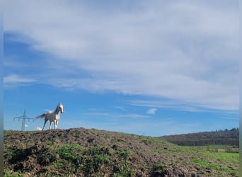 Paso Fino, Klacz, 2 lat, 150 cm