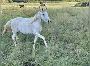 Paso Fino, Klacz, 2 lat, 150 cm