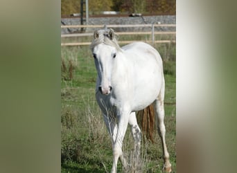 Paso Fino, Klacz, 2 lat, 150 cm