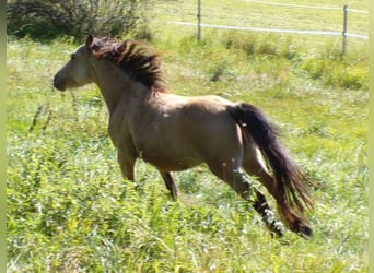 Paso Fino Mix, Klacz, 4 lat, 120 cm, Jelenia