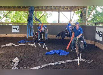 Paso Fino, Klacz, 4 lat, 132 cm