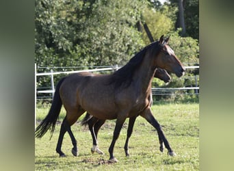 Paso Fino, Klacz, 5 lat, 148 cm, Gniada