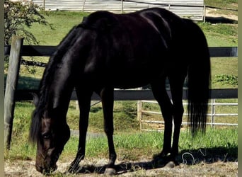 Paso Fino, Mare, 10 years, 14 hh, Black