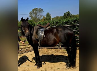 Paso Fino, Mare, 10 years, 14 hh, Black