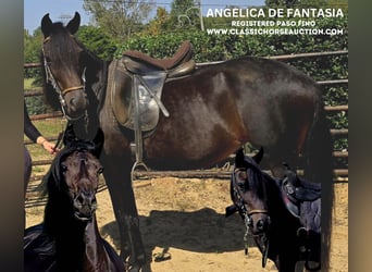 Paso Fino, Mare, 10 years, 14 hh, Black