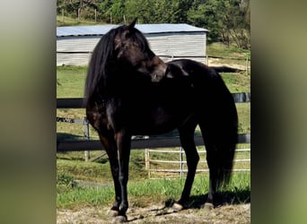 Paso Fino, Mare, 10 years, 14 hh, Black