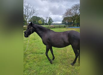 Paso Fino, Mare, 11 years, 13,2 hh, Black