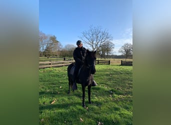 Paso Fino, Mare, 11 years, 13,2 hh, Black