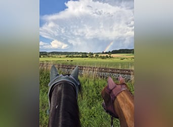 Paso Fino, Mare, 11 years, 14.1 hh, Pinto