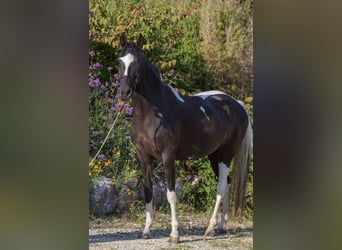Paso Fino, Mare, 11 years, 14.1 hh, Pinto