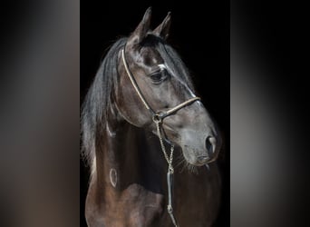 Paso Fino, Mare, 11 years, 14.1 hh, Pinto