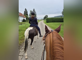 Paso Fino, Mare, 11 years, 14.1 hh, Pinto