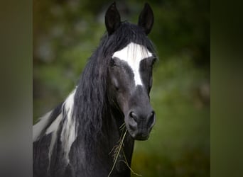 Paso Fino, Mare, 11 years, 14.1 hh, Pinto