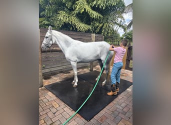 Paso Fino, Mare, 12 years, White