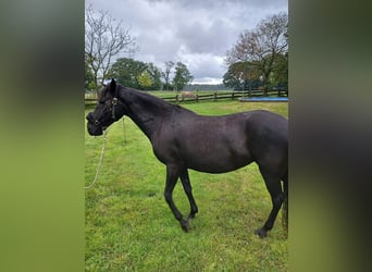 Paso Fino, Mare, 13 years, 13,2 hh, Black