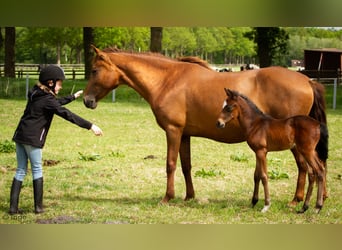 Paso Fino, Mare, 18 years, 14.1 hh, Chestnut-Red
