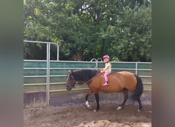 Paso Fino, Mare, 18 years, 14,1 hh