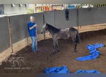 Paso Fino, Mare, 1 year, 14 hh, Bay