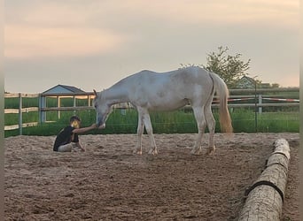 Paso Fino, Mare, 2 years, 14,2 hh