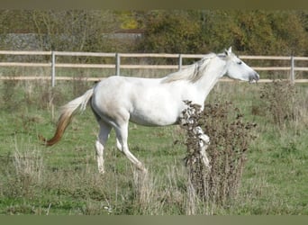 Paso Fino, Stute, 2 Jahre, 14,2 hh