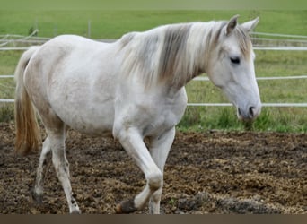 Paso Fino, Mare, 2 years, 14,2 hh