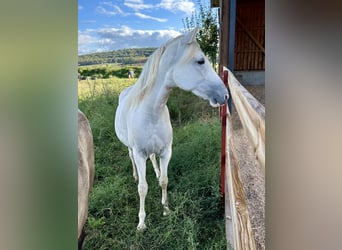 Paso Fino, Stute, 2 Jahre, 14,2 hh