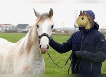 Paso Fino, Mare, 2 years, 14,2 hh