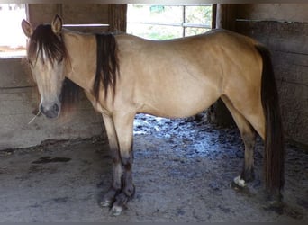 Paso Fino Mix, Mare, 3 years, 11.2 hh, Buckskin
