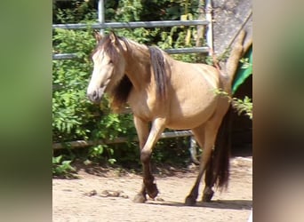 Paso Fino Mix, Mare, 3 years, 11,2 hh, Buckskin