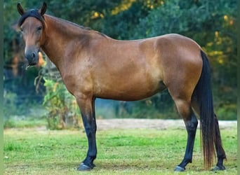 Paso Fino, Mare, 3 years, 13.3 hh, Bay