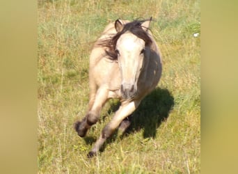Paso Fino Mix, Mare, 4 years, 11.2 hh, Buckskin