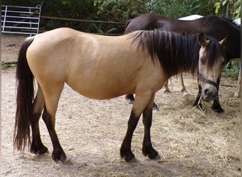 Paso Fino Mix, Mare, 4 years, 11.2 hh, Buckskin