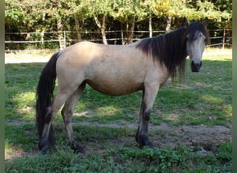 Paso Fino Mix, Mare, 4 years, 11,2 hh, Buckskin