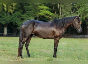 Paso Fino, Mare, 4 years, Black