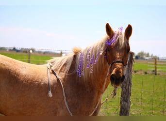 Paso Fino, Mare, 8 years, 14 hh, Palomino