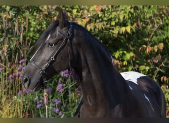 Paso Fino, Merrie, 11 Jaar, 146 cm, Gevlekt-paard