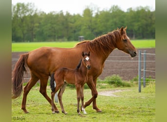 Paso Fino, Merrie, 18 Jaar, 145 cm, Vos