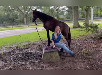 Paso Fino, Merrie, 1 Jaar, 142 cm, Roodbruin