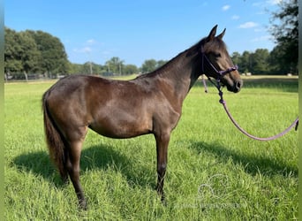 Paso Fino, Merrie, 1 Jaar, 142 cm, Roodbruin