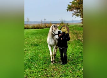 Paso Fino, Merrie, 2 Jaar, 150 cm