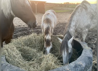 Paso Fino, Merrie, 2 Jaar, 150 cm