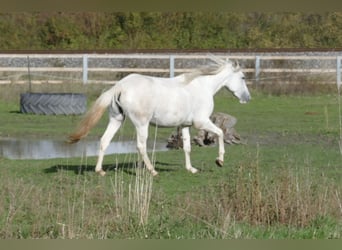 Paso Fino, Merrie, 2 Jaar, 150 cm