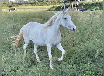 Paso Fino, Stute, 2 Jahre, 150 cm