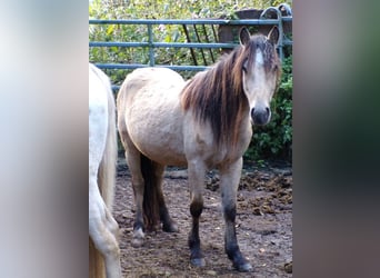 Paso Fino Mix, Merrie, 4 Jaar, 120 cm, Buckskin