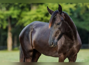 Paso Fino, Merrie, 4 Jaar, Zwart