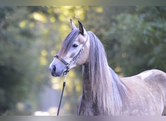 Paso Fino, Merrie, 5 Jaar, 136 cm