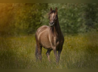 Paso Fino, Merrie, 6 Jaar, 142 cm, Donkere-vos